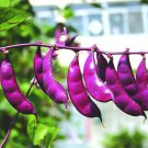30 Pcs NonGMO Purple Hyacinth Bean Seeds Red Leaved Plant Vine Seeds Purple Flo