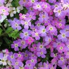 100 Virginia Stock Wildflower Seeds Stunning Color Great for Cut Flowers