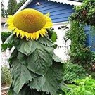 Biggest Sunflower in The World 10 Seeds to Grow Mongolian Sunflower Seeds H
