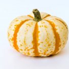 10 Dwarf Tiger Striped Pumpkin Seeds Colorful Fall Decor 10 Seeds