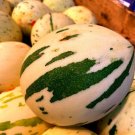 10 Snowball Melon Seeds Hard to Find Snow Leopard Melo