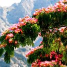 30 Persian Silk Tree Seeds Summer Mimosa Silk Tree Seed Silk Tree Seeds for P