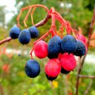 30 Nannyberry Seeds Viburnum lentago