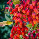 10 Barberry Tree Seeds Berberis vulgaris