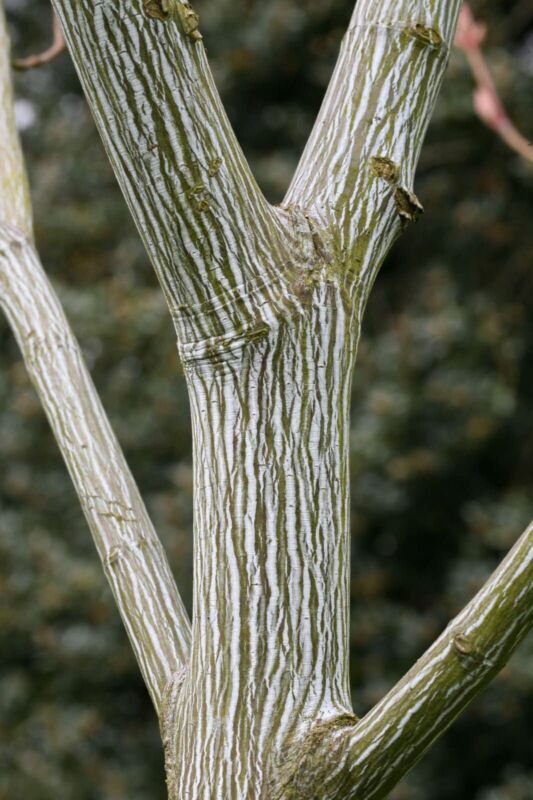 20 Striped Maple Tree Seeds Acer pensylvanicum