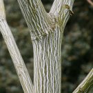 20 Striped Maple Tree Seeds Acer pensylvanicum