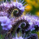 Lacy Phacelia Wildflower Seeds 250 Seeds Easy to Grow