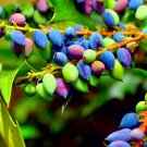 20 Oregon Grape Seeds Stunning Ornamental Fruit Bearing Plant
