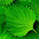Green Shiso Seeds (200+ Seeds) Tangy Japanese Herb Sushi BarAsian
