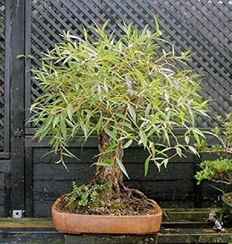 Willow Tree Bundle 1 Fast Growing Aussie Willow Trees + 1 Weeping Willow Trees