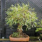 Willow Tree Bundle 1 Fast Growing Aussie Willow Trees + 1 Weeping Willow Trees
