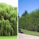 4 Huge 5 Foot Tall Hybrid Willow Cuttings