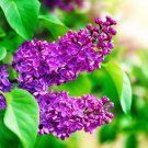 Purple Lilac Seeds 25 Pcs Seeds Stunning Purple Flowers Great
