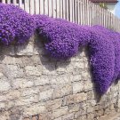 100 Aubrieta Seeds Cascade Purple Flower Seeds Rock Cress Perennial
