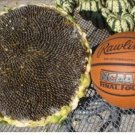 100 Organic Mongolian Giant Sunflower Seeds for Planting; NonGMO PanAsiaHeirloo