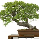 Jocadew Chinese Elm Bonsai Tree Prized Bonsai Specimen jocad (50 Seeds)