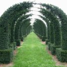 Maze Plant Seeds English Yew Tree jocad (20 Seeds)