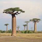Baobab Tree Seeds 5 Seeds to Grow Highly Prized Baobab Tree Ships from Iowa