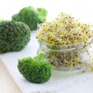 Broccoli Sprouts Seed (500 Seeds) Easy and Fast Growing Very Healthy Microgreen