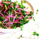 Radish Sprouts Seed (250 Seeds) Easy and Fast Growing Very Healthy Microgreens