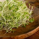 Red Clover Sprouts Seeds (500 Seeds) Grow Tasty and Delicious Sprouts in Just Wa