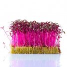 Red Amaranth Microgreen Sprouts Seed (500 Seeds)