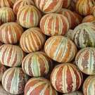 10 Kajari Melon Seeds Cucumis Melo Indian Delhi Melon Seeds 10 Seeds for Pla