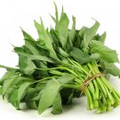Kong Xin CAI Seeds (250 Seeds) Green Leaf Vegetable Seeds Garden
