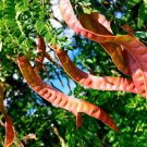 Thornless Honey Locust Seeds (12 Seeds) Gleditsia triacanthos Ine