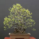 Chinese Quince Bonsai Tree Seeds (20 Seeds) Chaenomeles sinensis