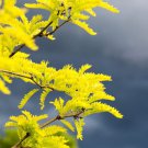 Thornless Honey Locust Seeds (20 Seeds) Gleditsia triacanthos Ine