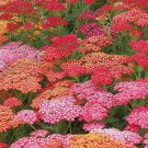 Bright Color Yarrow Seeds (50 Seeds) Achillea millefolium Stunn