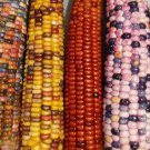 Mountain Indian Corn Seeds 100 Seeds to Grow