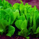 200+ Spinach Seeds for Planting Space Hybrid Spinach