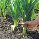 50+ Leek Seeds Fresh Garden Seeds Great for Salads and Garnish