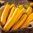 10 Goldy Squash Seeds Beauitful Golden Zucchini Squash