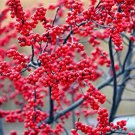50 Winterberry Bush Seeds Ilex verticillata Essential Winter