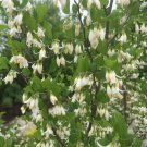 6 American Snowbell Bush Seeds Styrax americanus Elegent Weepin