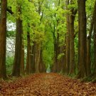 5 Rich Mahogany Tree Seeds to Plant Highly Valued Lumber