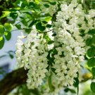 30 Black Locust Tree Seeds Robinia pseudoacacia