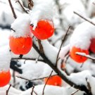 30 Date Plum Tree Seeds Diospyros Lotus