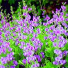 50 Indigo Bush Seeds Stunning Color Indigofera amblyantha