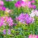 100 Spider Plant Seeds Exotic Mixed Color Cleome Flowers Great