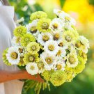 100 Snow White and Rare Green Zinnia Mix Seeds Amazing Color Gre