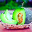 30 Rocky Ford Sweet Melon Seeds Easy to Grow Melons Full of Flav