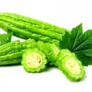 Smooth Bitter Melon Vine Seeds 10 Seeds Bitter Melon Rare and H
