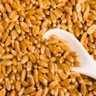 Wheat Berries 25 Pounds Fresh Hard Red Winter Wheat Berries Made in USA