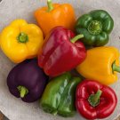 300+ Rainbow Blend Sweet Bell Pepper Seeds for Planting