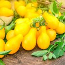 50 Tomato Seeds Yellow Pear Tomato Great for Salads Big Yielder