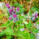 50 Greater Burdock Root Seeds to Plant Arctium lappa